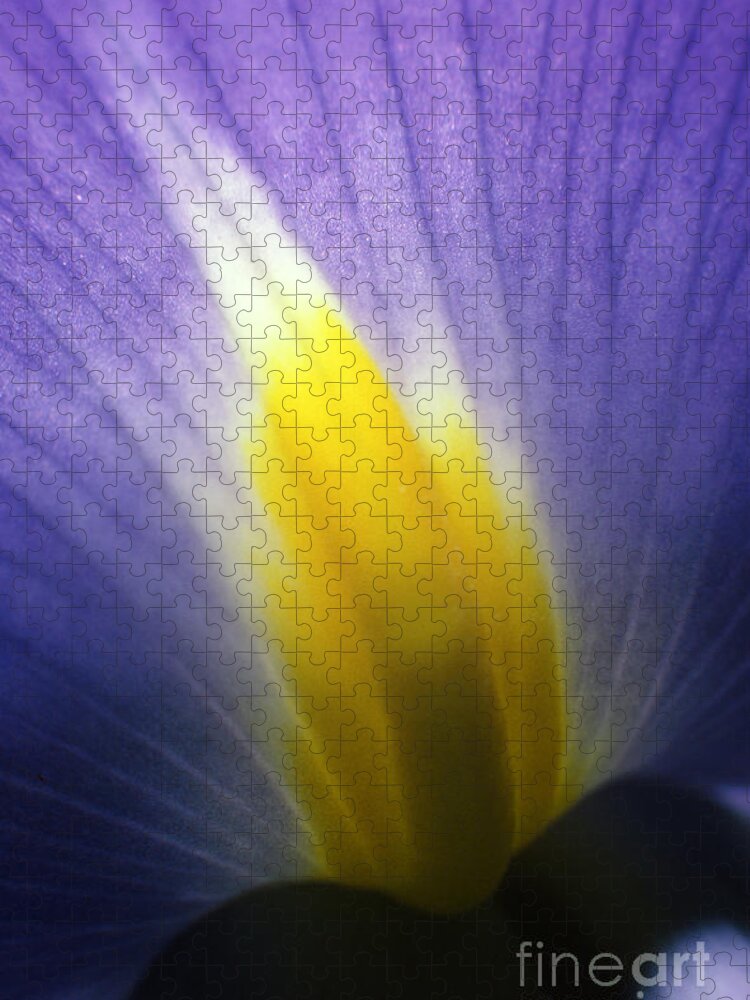 Rick Bures Jigsaw Puzzle featuring the photograph Backlit Iris Flower Petal Close Up Purple and Yellow by Rick Bures