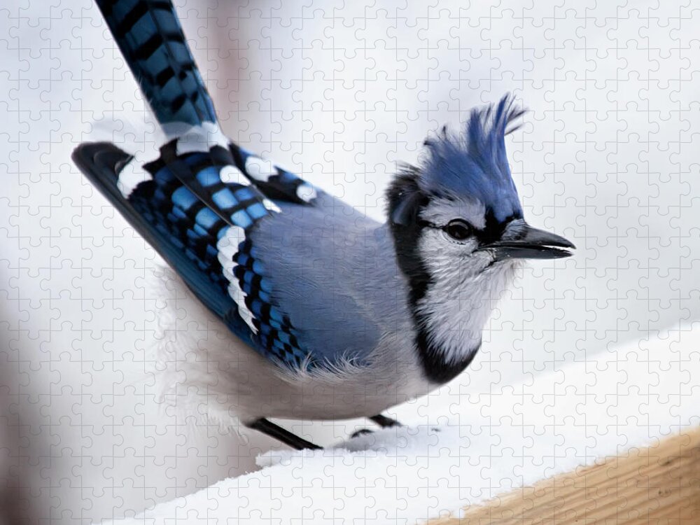 Blue Jay' Puzzle featuring the photograph Bad feather day by Al Mueller