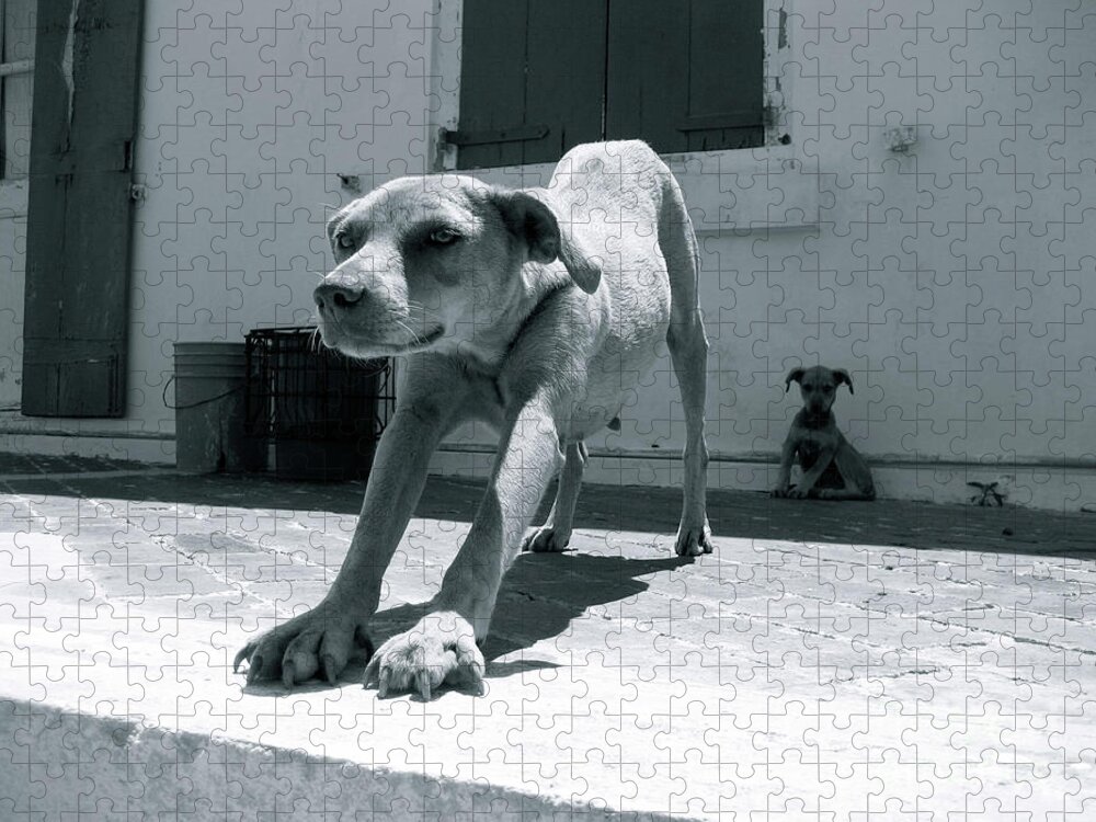 Dog Jigsaw Puzzle featuring the photograph Bahamas Dog by Becqi Sherman