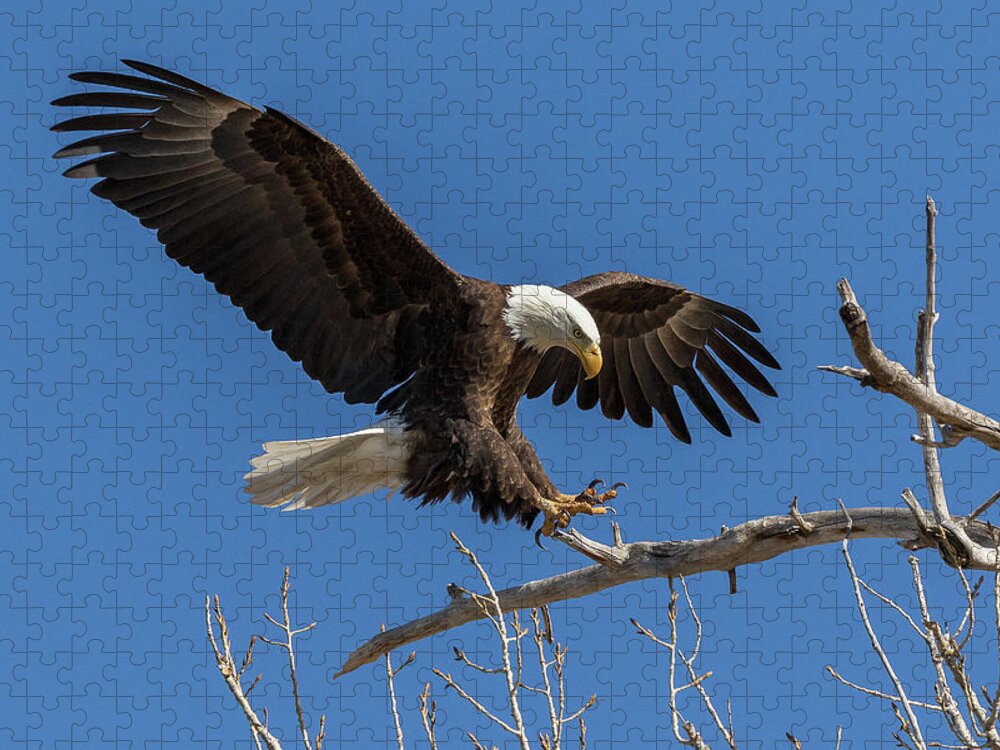 Bald Eagle Jigsaw Puzzle featuring the photograph Bald Eagle at Touch Down by Tony Hake