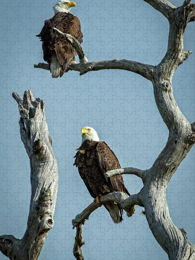 Eagle Jigsaw Puzzle featuring the photograph Bald Eagle mates by Steven Upton