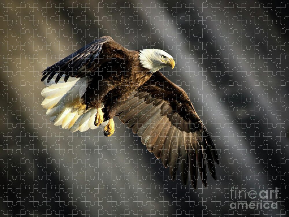 Bald Jigsaw Puzzle featuring the photograph Bald Eagle Prepares to Dive by Douglas Stucky