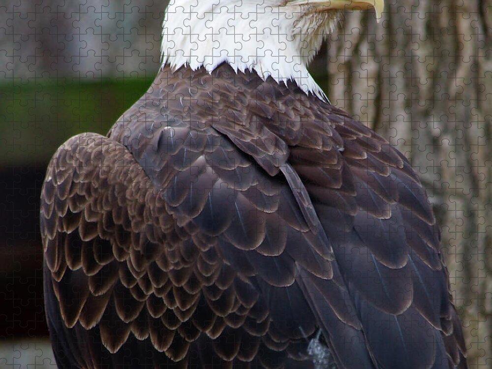American Jigsaw Puzzle featuring the photograph Bald Eagle Profile by Jill Lang