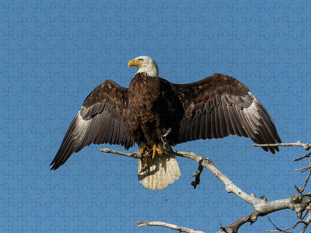 Bald Eagle Jigsaw Puzzle featuring the photograph Bald Eagle Shows Off by Tony Hake