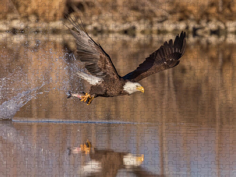 Bald Eagle Jigsaw Puzzle featuring the photograph Bald Eagle Snags Breakfast by Tony Hake
