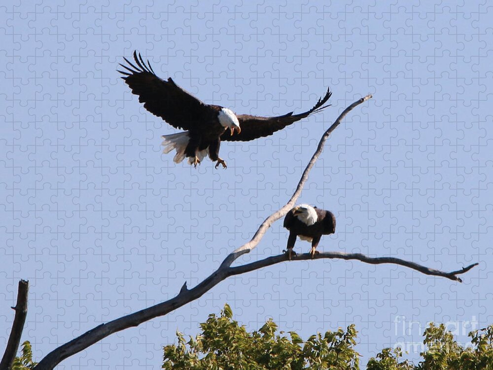 Bald Eagles Jigsaw Puzzle featuring the photograph Bald Eagles 1274 by Jack Schultz