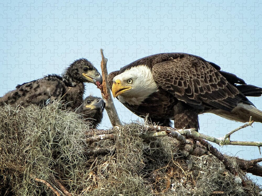 Bald Eagles Jigsaw Puzzle featuring the photograph Bald Eagles nest by Steven Upton