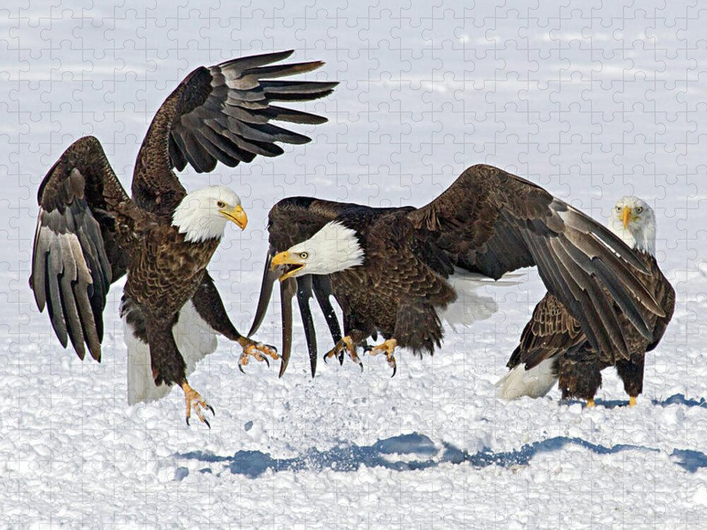 Eagle Jigsaw Puzzle featuring the photograph Bald Eagle's by Wesley Aston