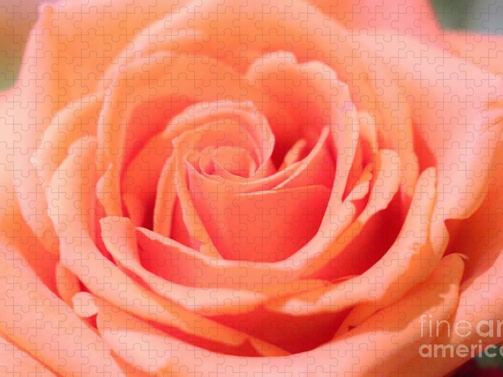 Single Rose Jigsaw Puzzle featuring the photograph Ballet Pink Satin Rose by Diann Fisher