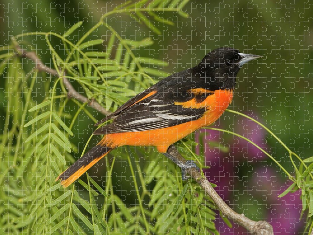 Mp Jigsaw Puzzle featuring the photograph Baltimore Oriole Icterus Galbula Male by Tom Vezo