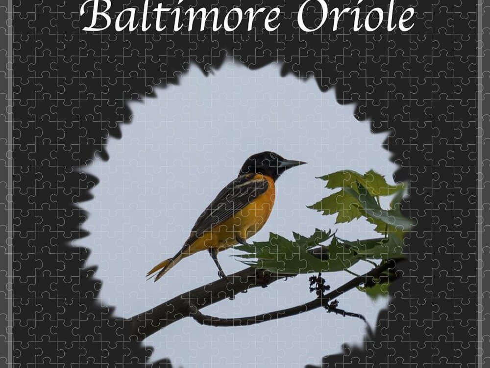 Baltimore Oriole Jigsaw Puzzle featuring the photograph Baltimore Oriole by Holden The Moment