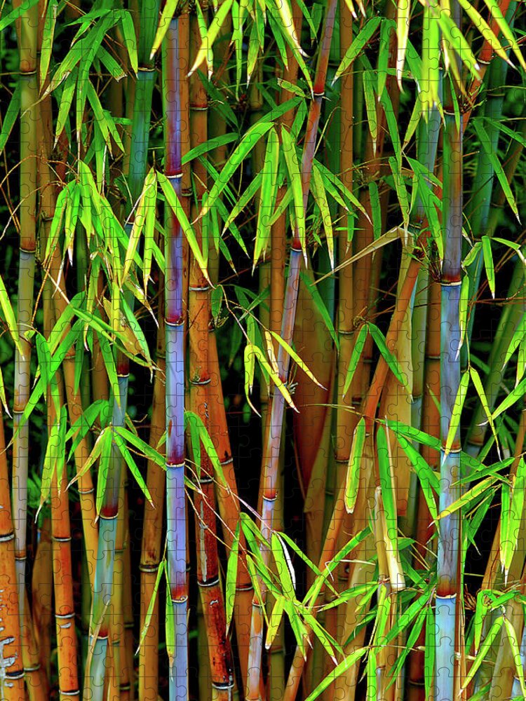 Bamboo Jigsaw Puzzle featuring the photograph Bamboo by Harry Spitz