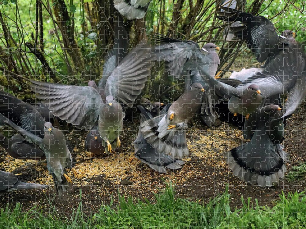Birds Jigsaw Puzzle featuring the photograph Band-Tailed Pigeons #15 by Ben Upham III
