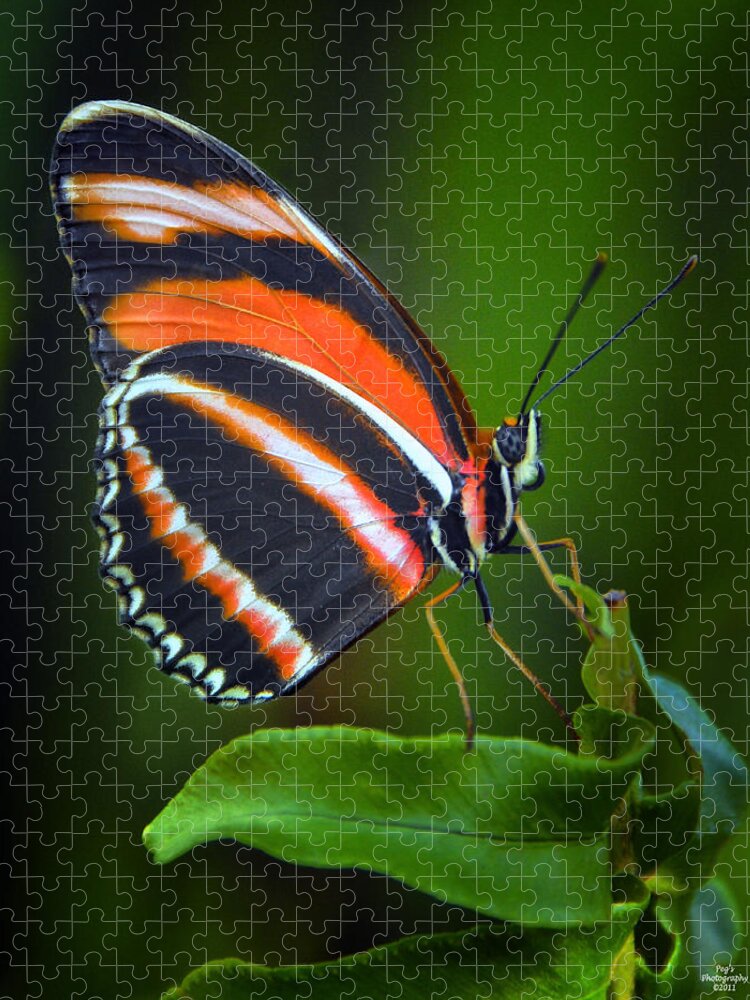 Banded Orange Longwing Butterfly Jigsaw Puzzle featuring the photograph Banded Orange Longwing Butterfly by Peg Runyan
