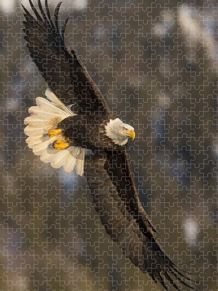 Alaska Jigsaw Puzzle featuring the photograph Banking Bald Eagle by D Robert Franz