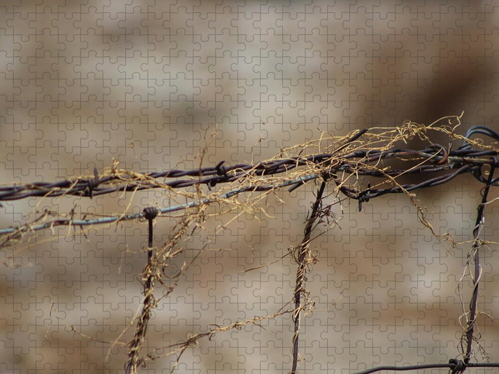 Golden Jigsaw Puzzle featuring the photograph Barbed Wire Entwined with Dried Vine in Autumn by Colleen Cornelius