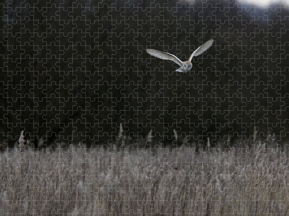 Barn Jigsaw Puzzle featuring the photograph Barn Owl hunting at dusk by Tony Mills