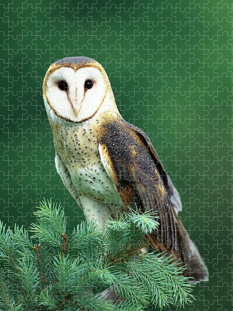 Mp Jigsaw Puzzle featuring the photograph Barn Owl Tyto Alba Portrait, Hudson by Tom Vezo