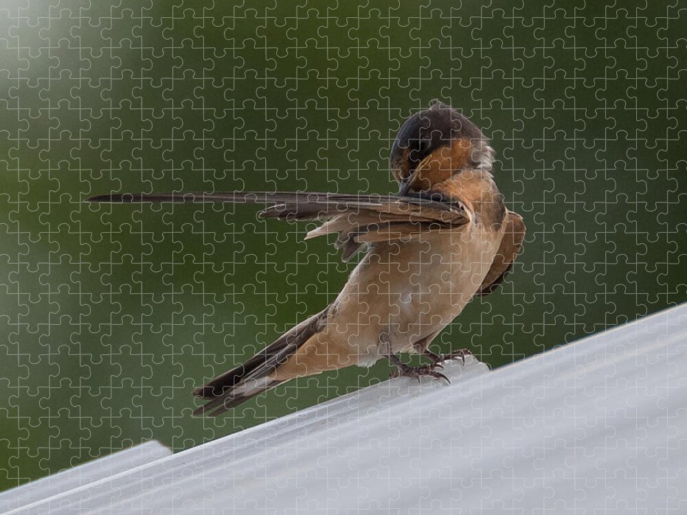 Barn Swallow Jigsaw Puzzle featuring the photograph Barn Swallow by Holden The Moment