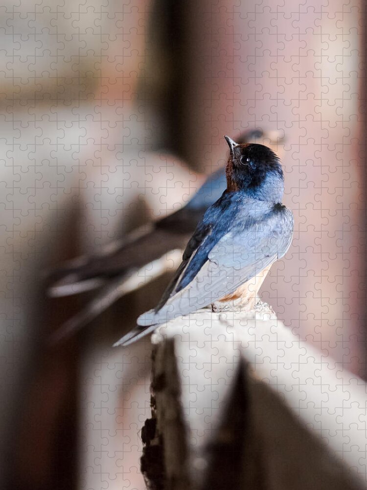 Barn Swallows Jigsaw Puzzle featuring the photograph Barn Swallows by Holden The Moment