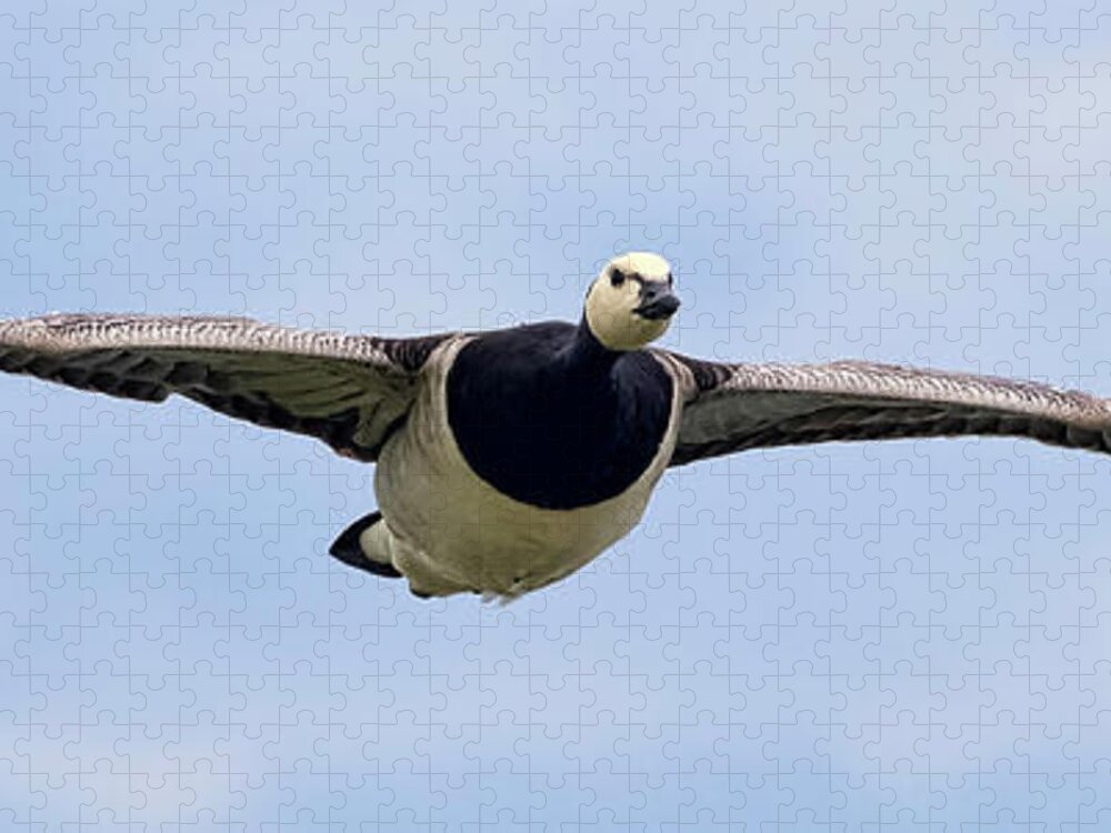 Bird Jigsaw Puzzle featuring the photograph Barnacle Goose by Nadia Sanowar