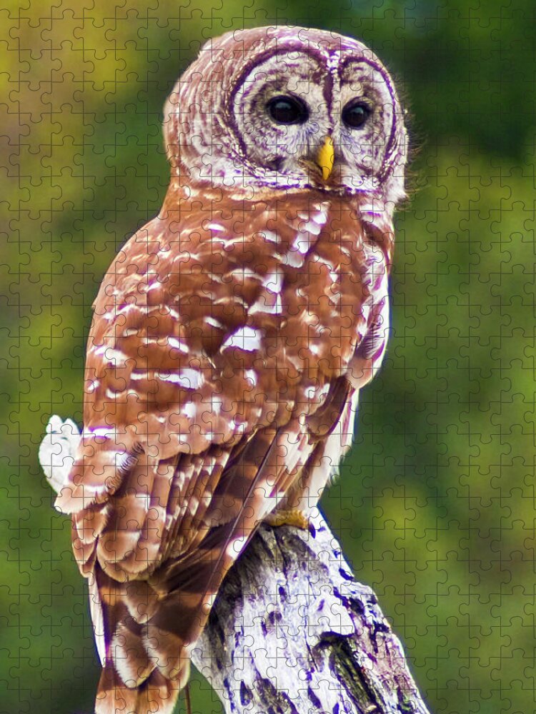Barred Owl. Owl. Bird Jigsaw Puzzle featuring the photograph Barred Owl by Bill Barber
