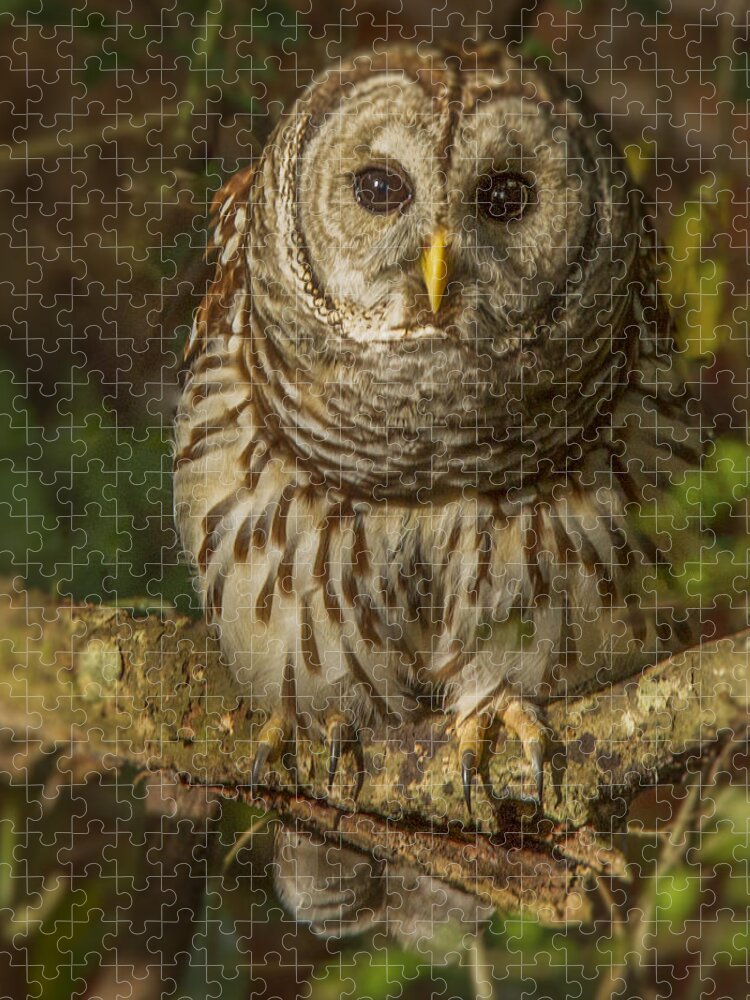 Cute Barred Owl Jigsaw Puzzle featuring the photograph Barred Owl on the alert by Jean Noren