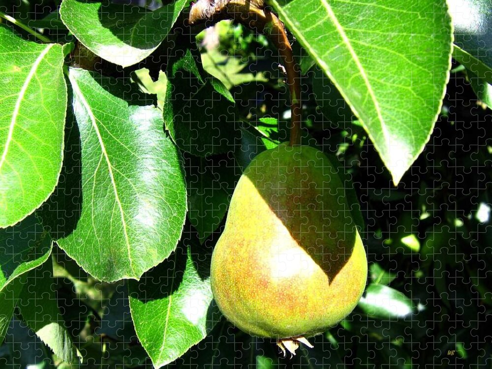 Pear Jigsaw Puzzle featuring the photograph Bartlett Pear by Will Borden