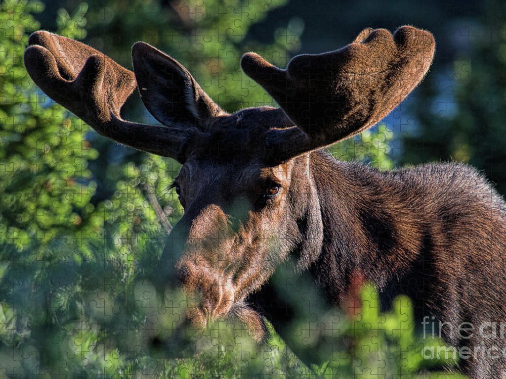 Moose Jigsaw Puzzle featuring the photograph Bashful by Jim Garrison