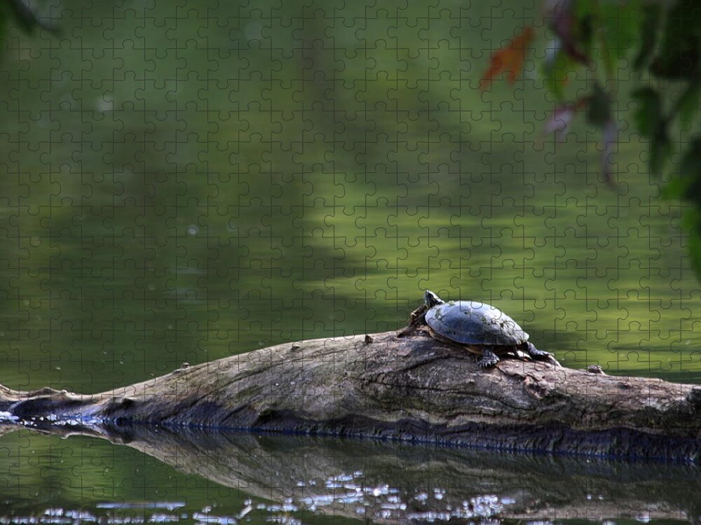 Turtle Jigsaw Puzzle featuring the photograph Basking Turtle by Lyle Hatch