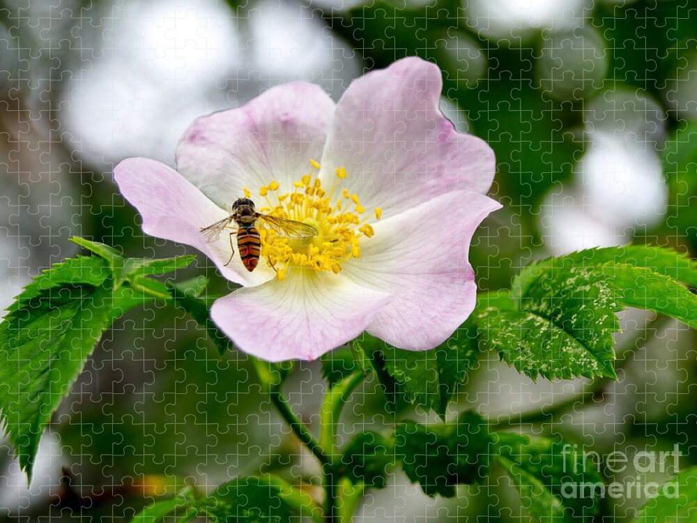 Wild Rose Jigsaw Puzzle featuring the photograph Be my guests. by Elena Perelman