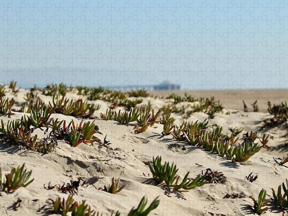 Ice Plant Covered Dune On California's Newport Beach. Jigsaw Puzzle featuring the photograph Beach Dune by Brian Eberly