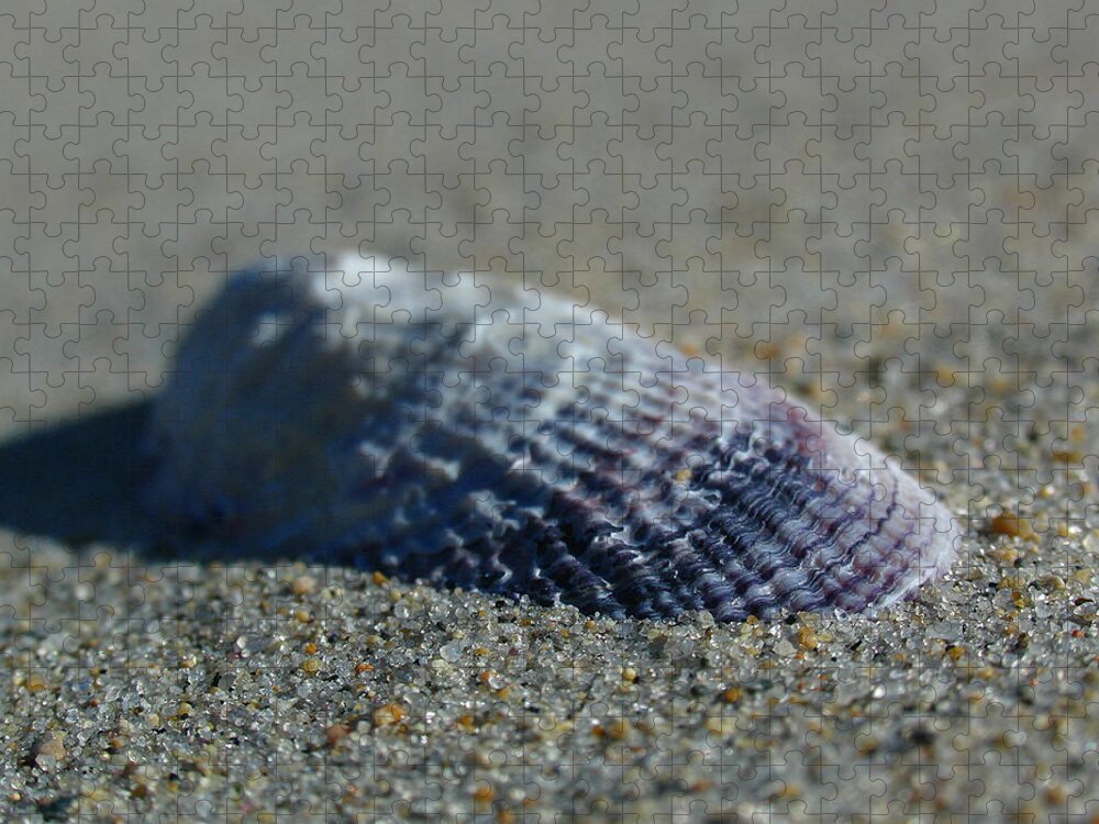 Shell Jigsaw Puzzle featuring the photograph Beach Shell by Juergen Roth