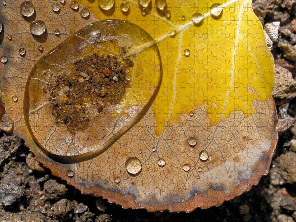 Leaf Jigsaw Puzzle featuring the photograph Tiny Pond by Becky Titus