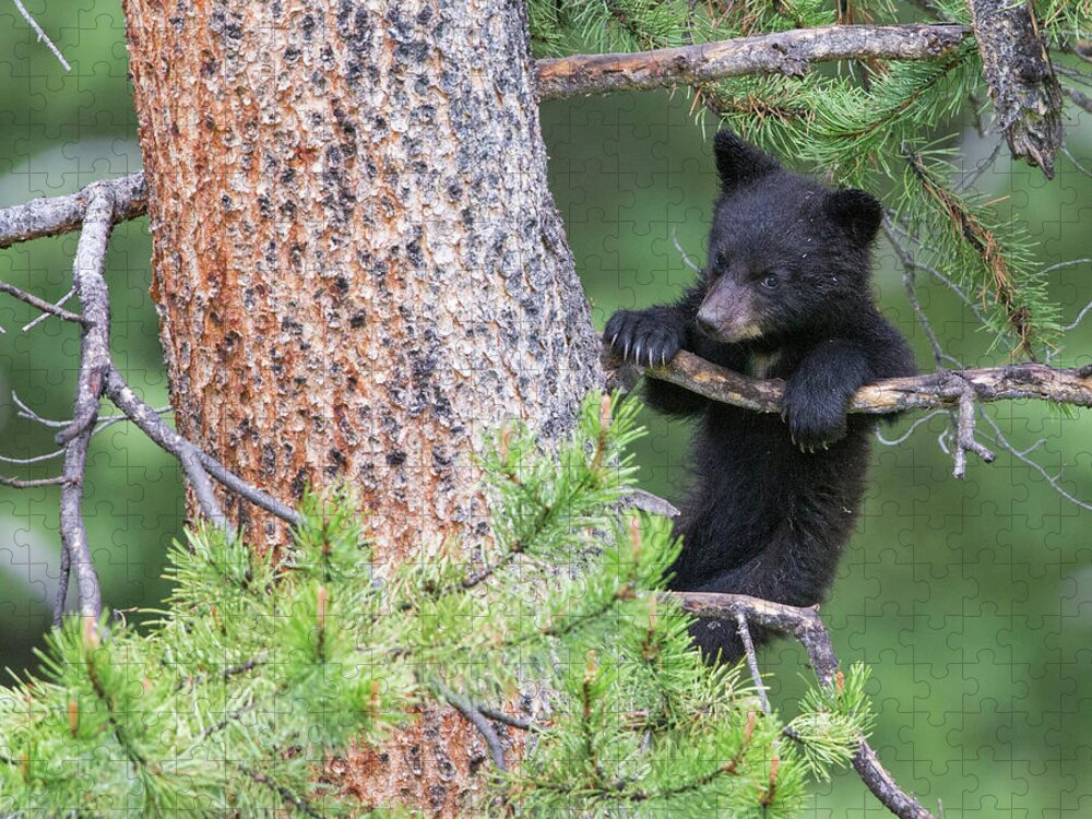 American Black Bear Jigsaw Puzzle featuring the photograph Bear Cub in a Tree by Max Waugh