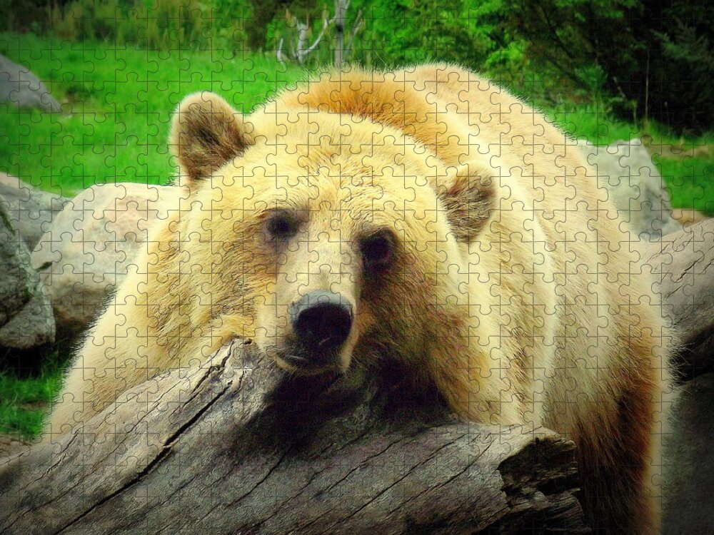 Bear Jigsaw Puzzle featuring the photograph Bear on a log by John Olson