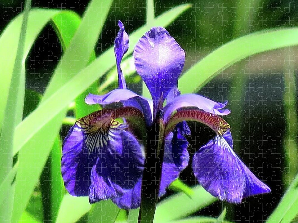 Flowers Jigsaw Puzzle featuring the photograph Bearded Blue Iris by Linda Stern