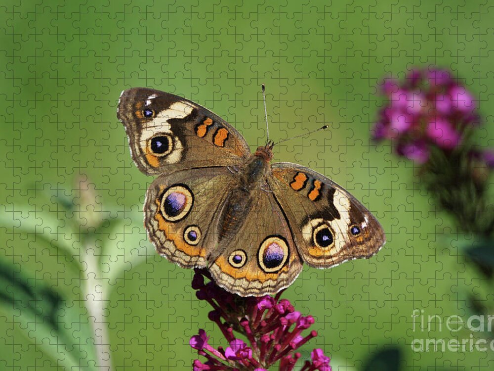 Butterfly Jigsaw Puzzle featuring the photograph Beautiful Buckeye Butterfly by Robert E Alter Reflections of Infinity