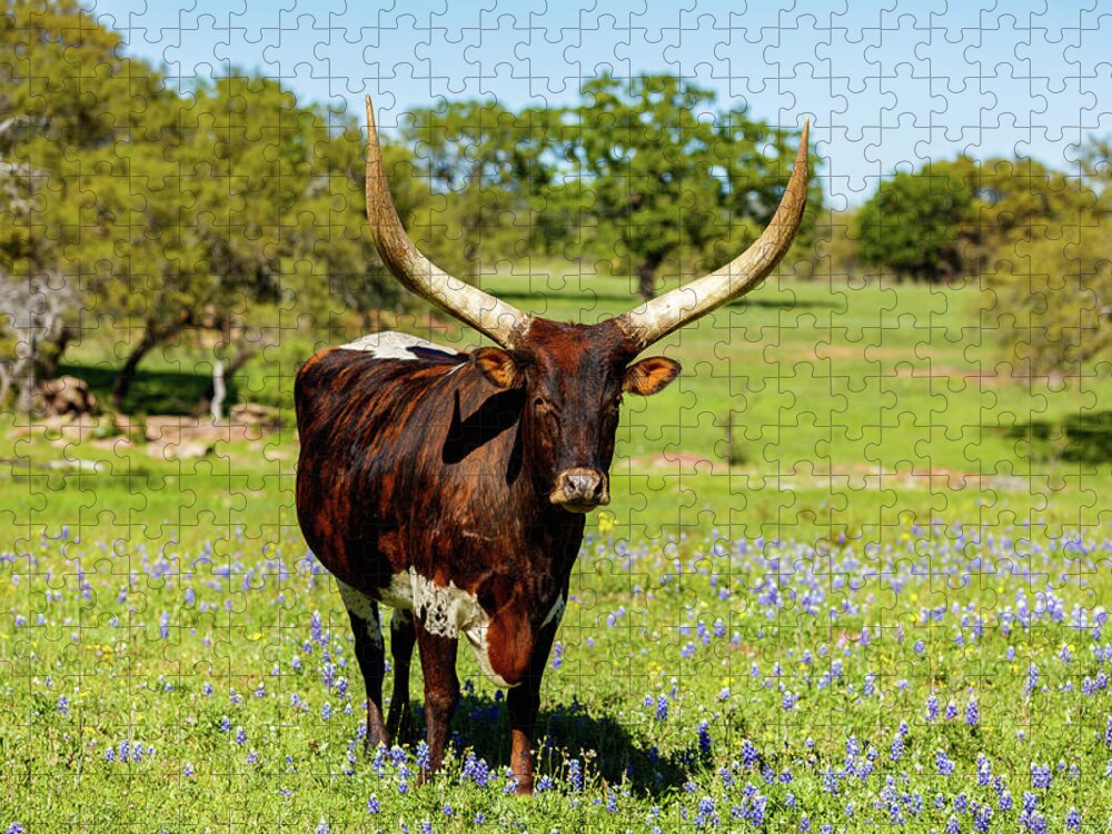 African Breed Jigsaw Puzzle featuring the photograph Beautiful longhorn bull by Raul Rodriguez