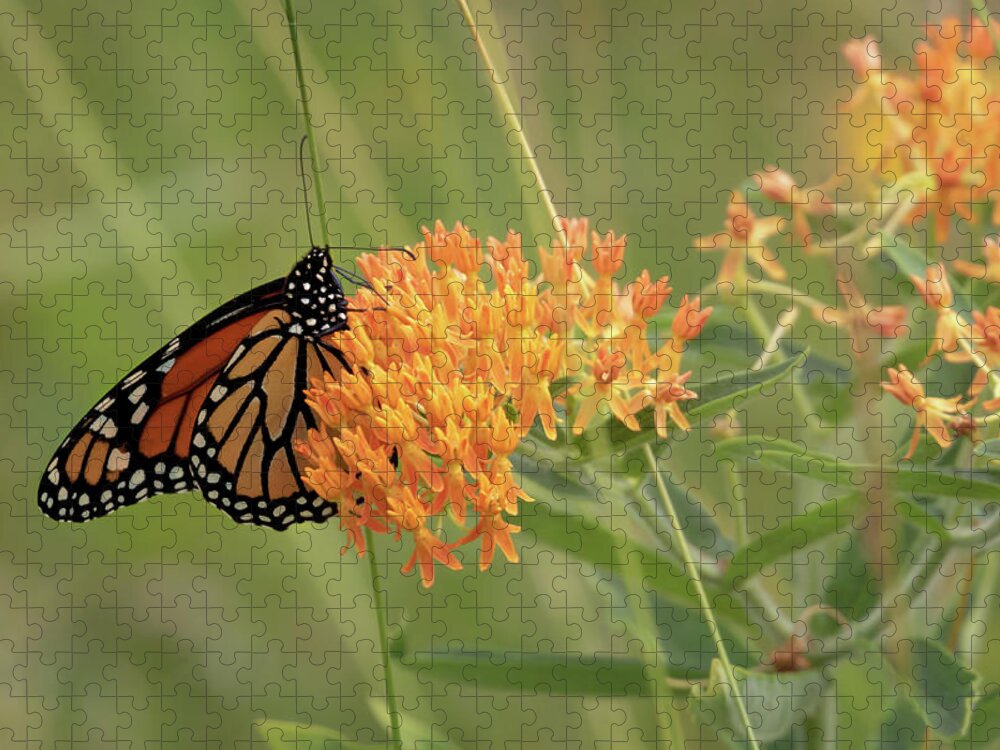 Monarch Butterfly Jigsaw Puzzle featuring the photograph Beautiful Monarch by Susan Rissi Tregoning