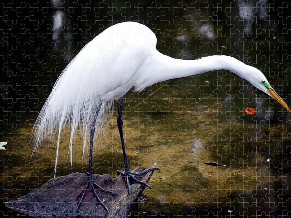 Wildlife Jigsaw Puzzle featuring the photograph Beautiful Plumage by Kenneth Albin