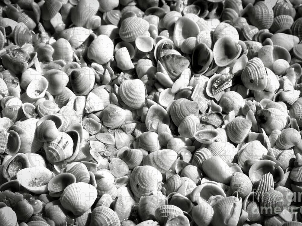 Shells Jigsaw Puzzle featuring the photograph Beautiful Seashells Black and White by Carol Groenen