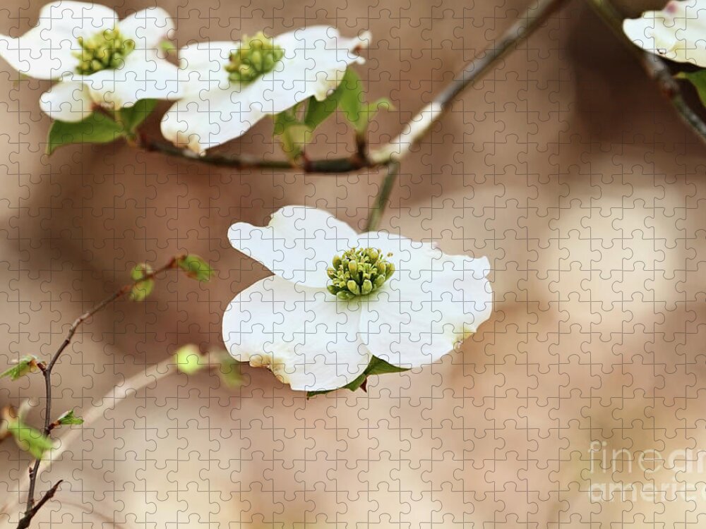 Dogwood Jigsaw Puzzle featuring the photograph Beautiful White flowering dogwood blossoms by Stephanie Frey