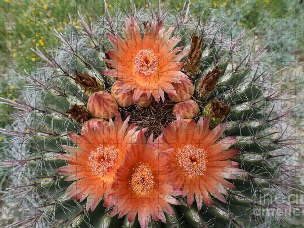 Arizona Jigsaw Puzzle featuring the photograph Beauty Among The Thorns by Janet Marie
