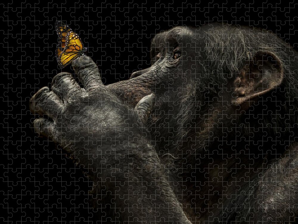 Chimpanzee Jigsaw Puzzle featuring the photograph Beauty and the beast by Paul Neville