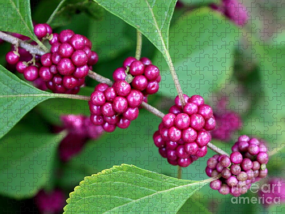 Beautyberry Bush Jigsaw Puzzle featuring the photograph Beautyberry Bush by Carol Groenen