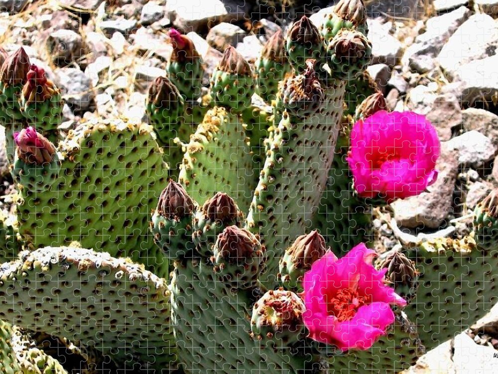 Beavertail Cactus Jigsaw Puzzle featuring the photograph Beavertail Cactus by Will Borden
