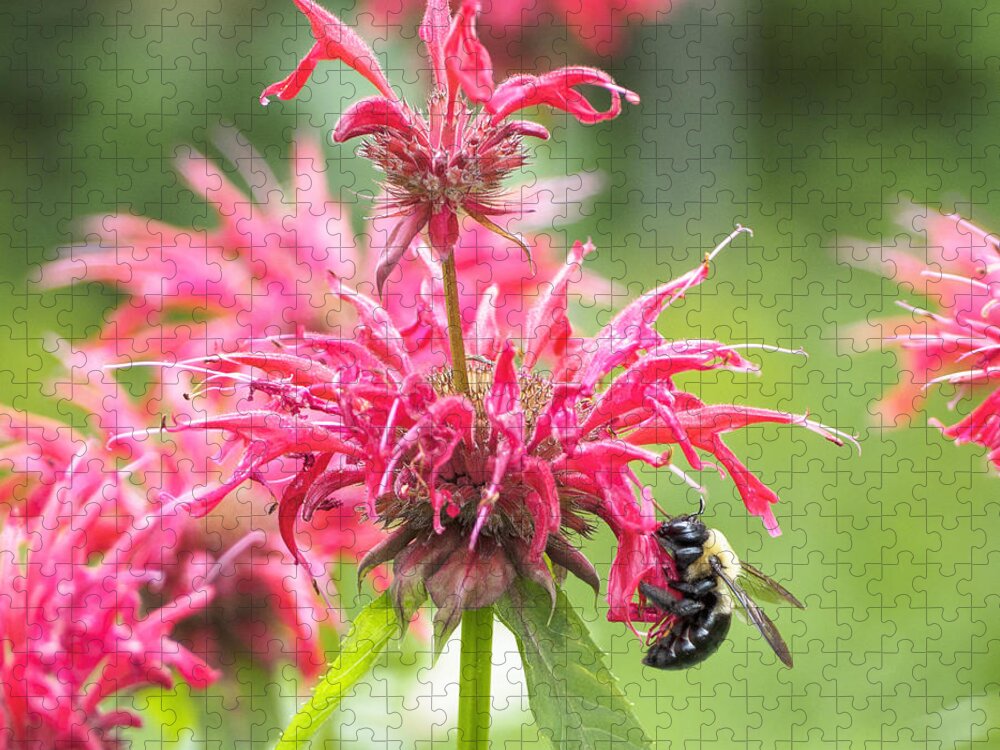 Bee Jigsaw Puzzle featuring the photograph Bee Balm II Square by Marianne Campolongo