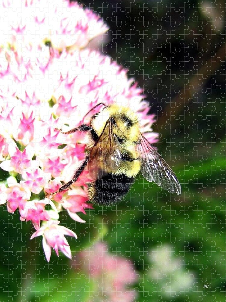Bee Jigsaw Puzzle featuring the photograph Bee-Line 2 by Will Borden