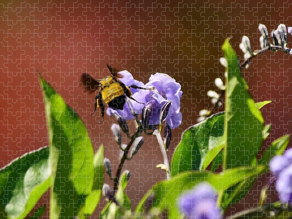 Linda Brody Jigsaw Puzzle featuring the photograph BumbleBee on Duranta Repens Sapphire 1 by Linda Brody